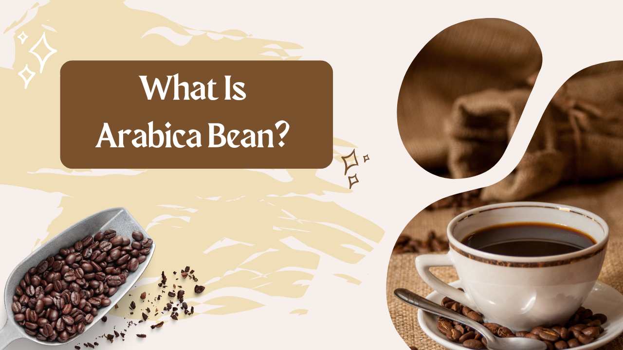 what is arabica bean